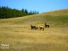 Wild horses at landfill site